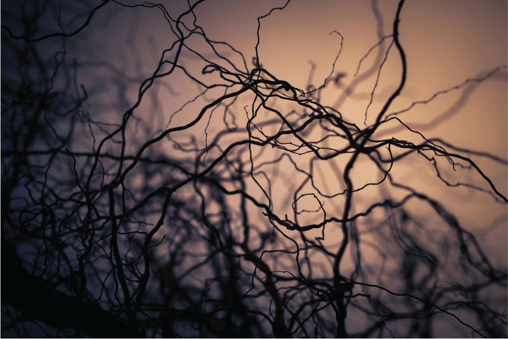 Can Ashwagandha help with Anxiety?